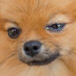 犬の目が『ウルウルしている』ときの理由4つ　涙が出てしまう原因や注意すべきポイントまで(ブログ)