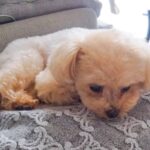 保護猫たちの里親が決定したら、一緒に暮らしていた犬が落ち込み…思った以上の光景が泣けると305万再生「優しい子」「もらい泣きしちゃう」(ブログ)
