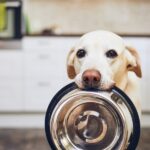 犬がみせる『空腹サイン』5選　愛犬がごはんをおねだりしてきたときの正しい対応とは？(ブログ)