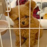 お迎えしたばかりの赤ちゃん犬が『外に出してほしい』と文句を言って…キュンキュンが止まらない光景が話題に　可愛すぎる訴え方に思わず悶絶(ブログ)