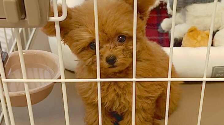 お迎えしたばかりの赤ちゃん犬が『外に出してほしい』と文句を言って…キュンキュンが止まらない光景が話題に　可愛すぎる訴え方に思わず悶絶(ブログ)