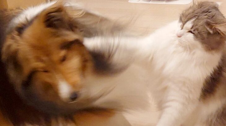 同居猫のことが大好きな犬→なぜか逆鱗に触れてしまい…衝撃的な『マンガのような光景』に1万いいね「世界を狙える右で草」「強いｗｗ」と爆笑(ブログ)