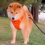 歩いている犬の前に『突然落ちてきた物』→意外すぎる反応が可愛いと78万再生「笑顔になってるの和む」「すごいタイミングｗ」と爆笑(ブログ)