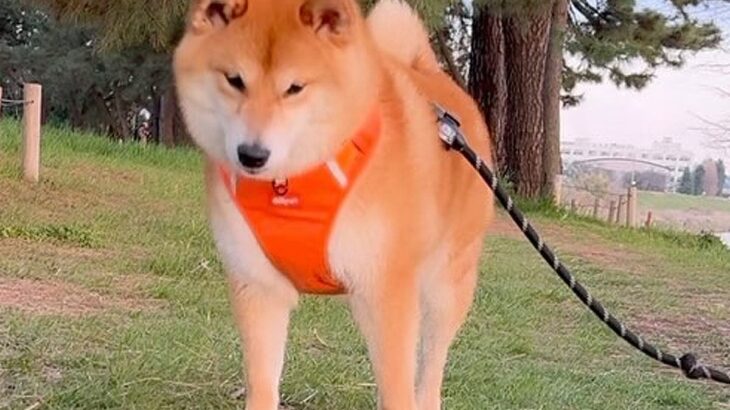 歩いている犬の前に『突然落ちてきた物』→意外すぎる反応が可愛いと78万再生「笑顔になってるの和む」「すごいタイミングｗ」と爆笑(ブログ)