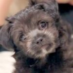 『推定３キロ』と言われた赤ちゃん犬→最初は小さかったのに…衝撃的な『現在の体重と貫禄』に「ビックリｗ」「愛情で大きくなったんだね」の声(ブログ)