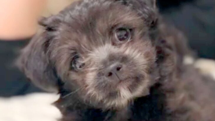 『推定３キロ』と言われた赤ちゃん犬→最初は小さかったのに…衝撃的な『現在の体重と貫禄』に「ビックリｗ」「愛情で大きくなったんだね」の声(ブログ)
