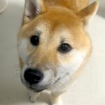 『犬を飼ってる方に質問なんですが…』毎日お風呂で必ず繰り広げられる”微笑ましい光景”に「うちも全く同じ」「安否確認かもｗ」と3万いいね(ブログ)