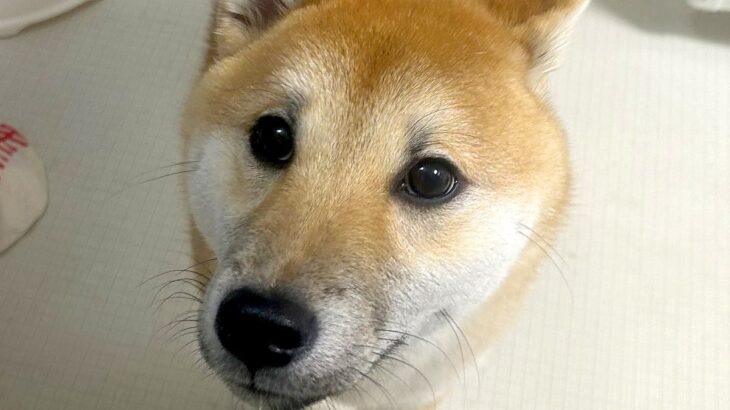 『犬を飼ってる方に質問なんですが…』毎日お風呂で必ず繰り広げられる”微笑ましい光景”に「うちも全く同じ」「安否確認かもｗ」と3万いいね(ブログ)