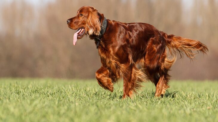 『美しい容姿を持っている犬種』4選 　思わず見惚れてしまうワンコたちをご紹介(ブログ)