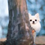 『犬見知り』な犬がみせる5つの行動　友達作りが上手になる方法はある？改善策をご紹介(ブログ)