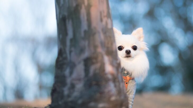 『犬見知り』な犬がみせる5つの行動　友達作りが上手になる方法はある？改善策をご紹介(ブログ)