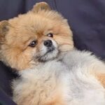庭でバーベキューをしていたら、自然に参加してきた犬→まさかの『人間味が強すぎる光景』に16万いいねの反響　あまりにも貫禄がある姿が話題に(ブログ)