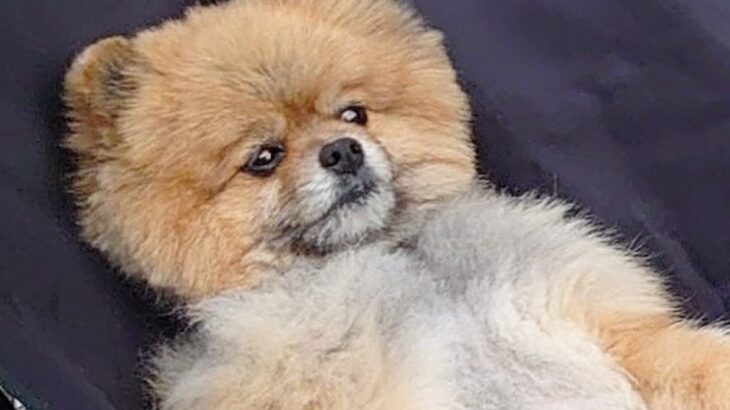 庭でバーベキューをしていたら、自然に参加してきた犬→まさかの『人間味が強すぎる光景』に16万いいねの反響　あまりにも貫禄がある姿が話題に(ブログ)