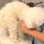 朝、いつもの散歩道を歩いていたら『白い物体』が現れ…脳が追い付かない『迷子犬との出会い』と結末が16万再生「放っておけない」「よかった」(ブログ)