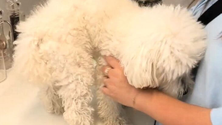 朝、いつもの散歩道を歩いていたら『白い物体』が現れ…脳が追い付かない『迷子犬との出会い』と結末が16万再生「放っておけない」「よかった」(ブログ)