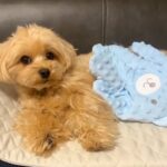犬に『人間の赤ちゃん用の寝かしつけグッズ』を使ってみたら…「かわいいｗｗ」「適応能力が高すぎる」想像以上の”尊い反応”が156万再生(ブログ)