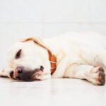 犬が『助けてください』と言っているサイン5選　異変にいち早く気づいてあげるために意識すべきこととは？(ブログ)