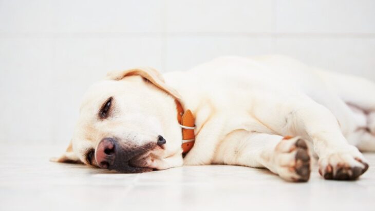 犬が『助けてください』と言っているサイン5選　異変にいち早く気づいてあげるために意識すべきこととは？(ブログ)