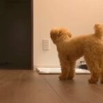 『電話越しに女性の声？』不思議な出来事が続いた結果、犬が…勇ましく尊い『飼い主を守るような光景』が39万再生「見えてる？」「頼もしい」(ブログ)