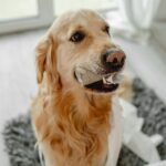 犬が誤って飲み込むと『超危険なモノ』５選　事故を未然に防ぐための対応策とは？(ブログ)