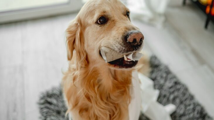 犬が誤って飲み込むと『超危険なモノ』５選　事故を未然に防ぐための対応策とは？(ブログ)