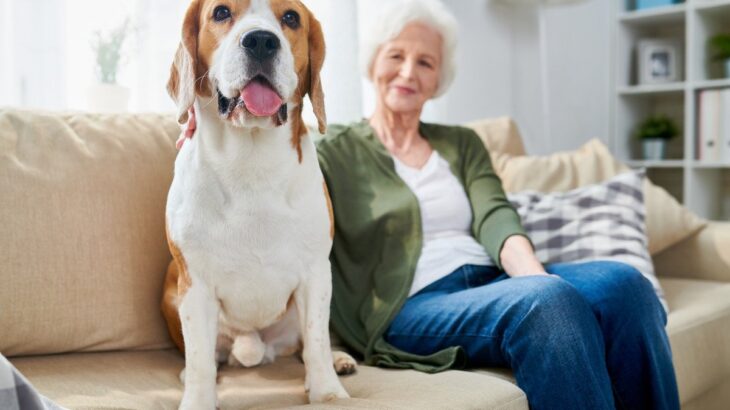 犬の『シニア期』何歳から？愛犬が老犬になったときに飼い主がすべき配慮まで(ブログ)