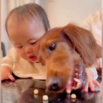 生後７ヵ月の赤ちゃんと大型犬→目の前におやつを置いてみたら…壮絶すぎる『争奪戦』が５万再生「既に人生競争を知る…ｗ」「可愛い」と絶賛(ブログ)