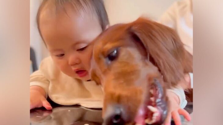 生後７ヵ月の赤ちゃんと大型犬→目の前におやつを置いてみたら…壮絶すぎる『争奪戦』が５万再生「既に人生競争を知る…ｗ」「可愛い」と絶賛(ブログ)