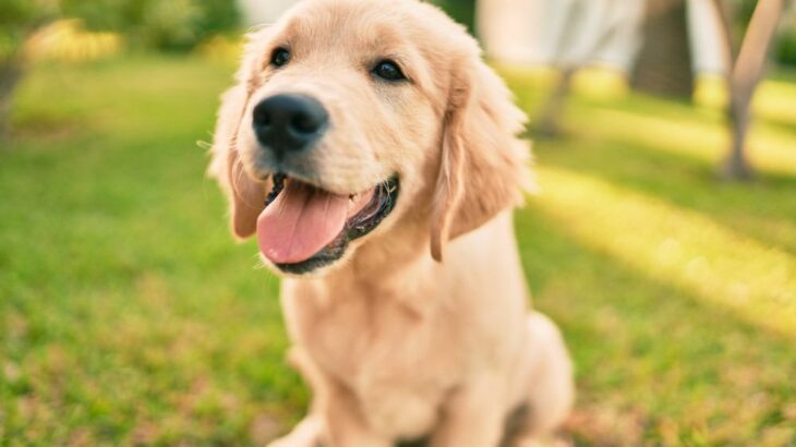 優しい犬種10選！性格・特徴からしつけ・飼い方まで徹底解説(ブログ)