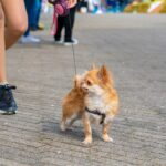 犬が不満を感じている『散歩の仕方』8選　毎日の日課が苦痛な時間となっている可能性も…(ブログ)