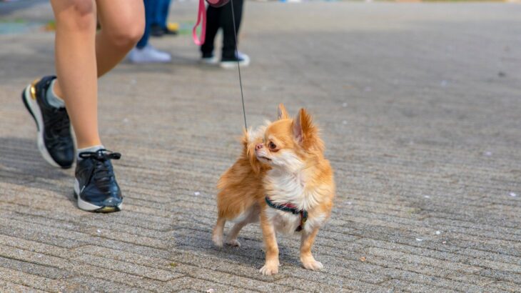 犬が不満を感じている『散歩の仕方』8選　毎日の日課が苦痛な時間となっている可能性も…(ブログ)