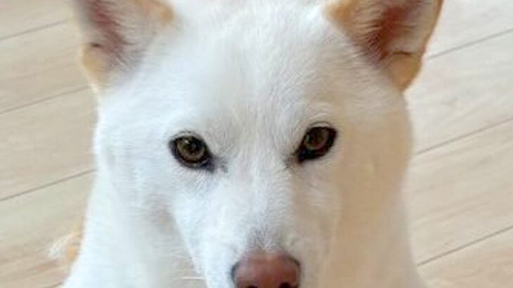何気なく振り向いたら、犬が後ろで…もはや武士？爆笑必至な『まさかの姿勢』に12万いいね集まる「完璧な構えｗ」「殿、散歩の時間で御座る」(ブログ)