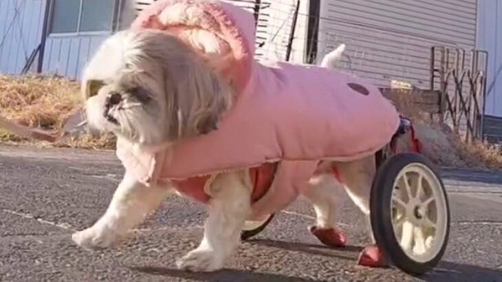 『犬は喜んでるの？』足が動かない”車いすの犬”を散歩中、知らない人から声をかけられ…予想できなかった結末に「素敵な方でよかった」と感動(ブログ)