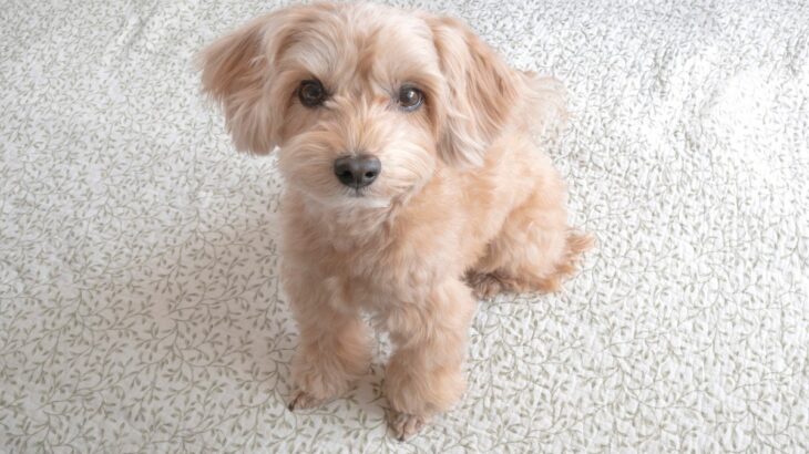 犬が飼い主を『怪しい』と感じているときの仕草や行動5つ　愛犬に不信感を抱かせないためにできることとは(ブログ)