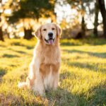 『優しい犬種』ランキングTOP３　穏やかな性格だと言われる理由や飼い方の注意点まで(ブログ)