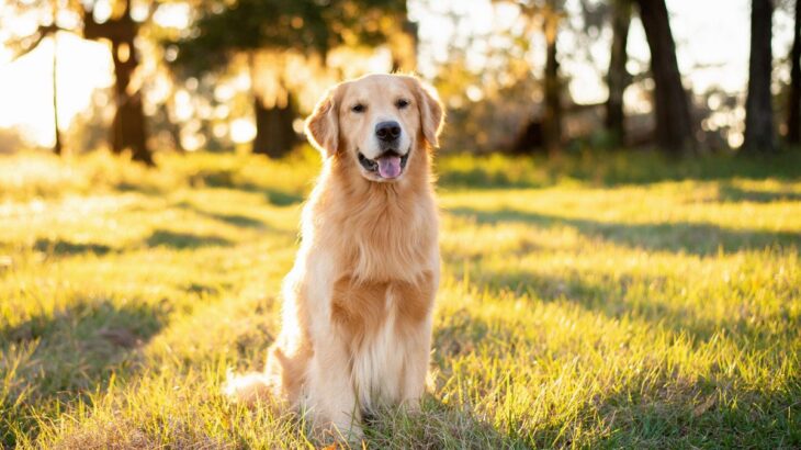 『優しい犬種』ランキングTOP３　穏やかな性格だと言われる理由や飼い方の注意点まで(ブログ)