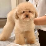 ボサボサになってしまった犬→友人にトリミングをお願いした結果…まるでお人形さんのような『ビフォーアフター』が10万再生「ふわふわ可愛い」(ブログ)