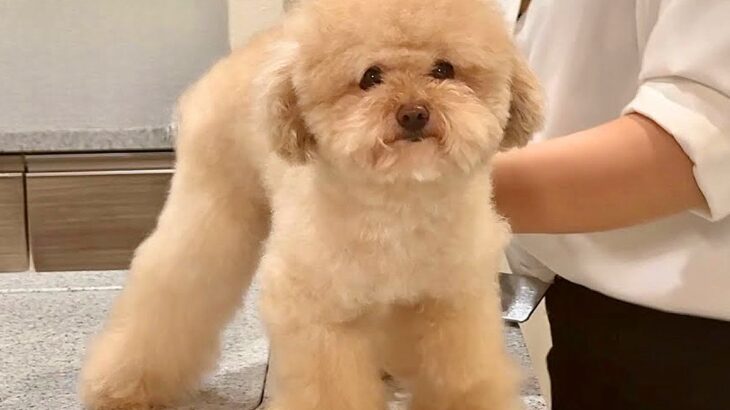 ボサボサになってしまった犬→友人にトリミングをお願いした結果…まるでお人形さんのような『ビフォーアフター』が10万再生「ふわふわ可愛い」(ブログ)