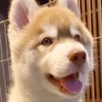 『ぬいぐるみのような赤ちゃん犬を飼った』と思っていたら→数年後…想像の数倍『カッコよすぎる現在』が13万再生「イケメン」「男前で惚れた」(ブログ)