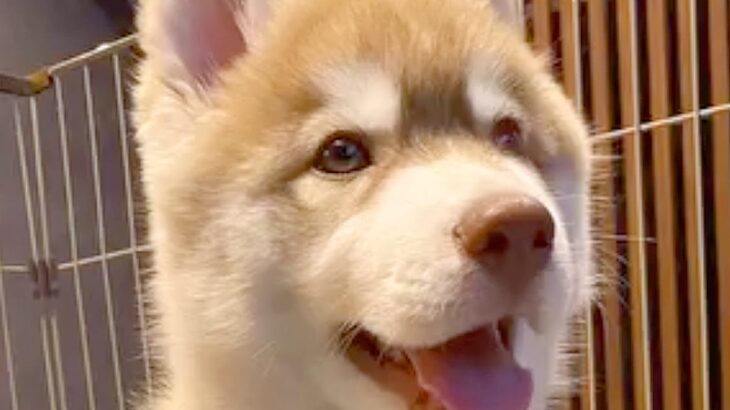 『ぬいぐるみのような赤ちゃん犬を飼った』と思っていたら→数年後…想像の数倍『カッコよすぎる現在』が13万再生「イケメン」「男前で惚れた」(ブログ)