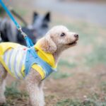 愛犬が『他の犬に吠えてしまう』直す方法はある？トラブルを避けるための対処法をご紹介(ブログ)