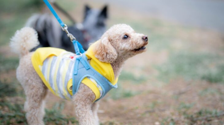愛犬が『他の犬に吠えてしまう』直す方法はある？トラブルを避けるための対処法をご紹介(ブログ)