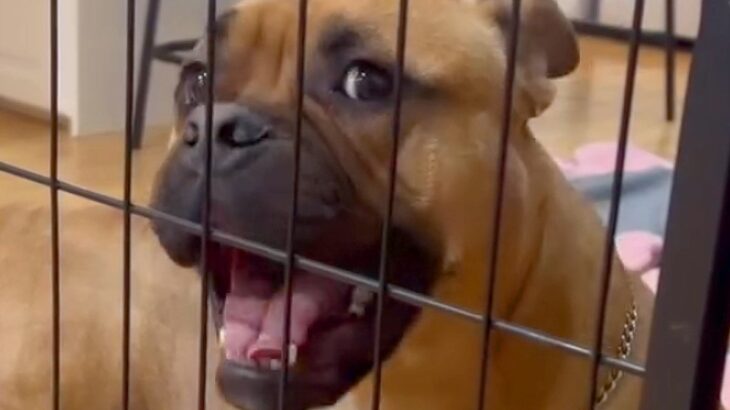 『リビングに入りたい』と訴える犬→ワンコが苦手な先住犬が見せた『まさかの行動』が149万再生「涙出そうになった」「優しい眼差し」と絶賛(ブログ)
