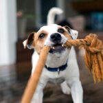 犬が大喜びする『遊び方』7選　愛犬をハイテンションにさせるための工夫とは？(ブログ)
