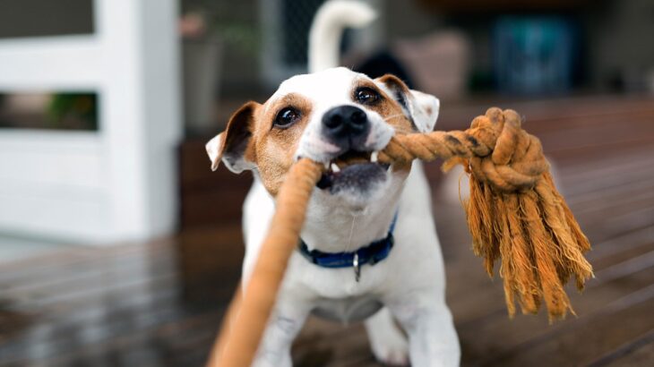 犬が大喜びする『遊び方』7選　愛犬をハイテンションにさせるための工夫とは？(ブログ)
