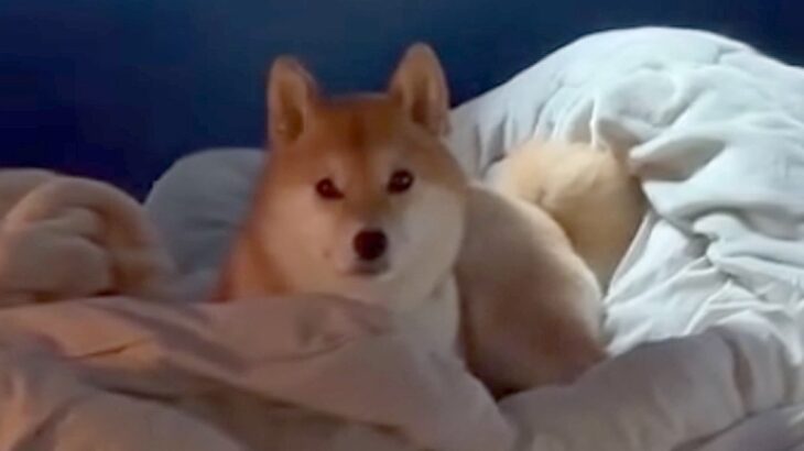 生まれて初めてお母さんと離れ離れになった犬→11日ぶりの再会で見せた『予想外な結末』に「塩対応で草」「思ってたんと違うｗ」と爆笑の声(ブログ)