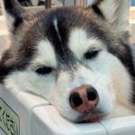 お出かけだと思ってウキウキだった大型犬→実はシャンプーで…思った以上に『ふてくされてしまう姿』に1万いいね「表情ｗ」「恨めしい顔で草」(ブログ)