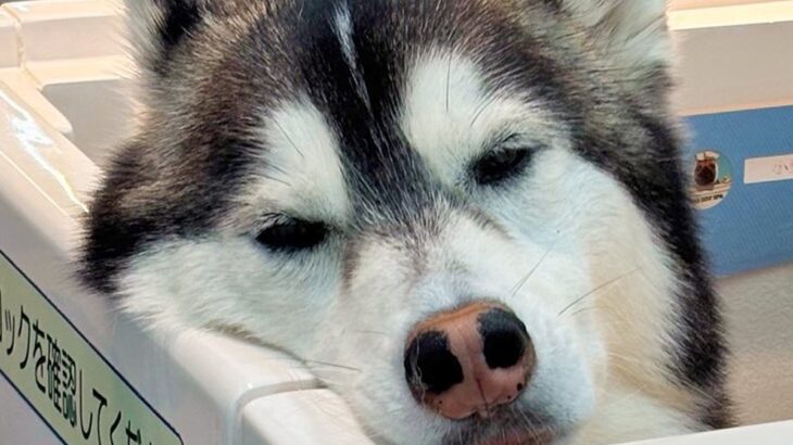 お出かけだと思ってウキウキだった大型犬→実はシャンプーで…思った以上に『ふてくされてしまう姿』に1万いいね「表情ｗ」「恨めしい顔で草」(ブログ)