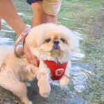 チャパチャパ泳ぐ練習をする犬→なぜか右上から…全く予想できなかった『まさかの展開』が612万表示「思ってた100倍良いｗ」「癖になる」(ブログ)