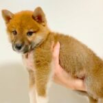 『豆柴』と言われて子犬を飼った結果→2年後の『想定外すぎるビフォーアフター』に「愛情の分大きくなる」「愛おしい」と絶賛の声(ブログ)
